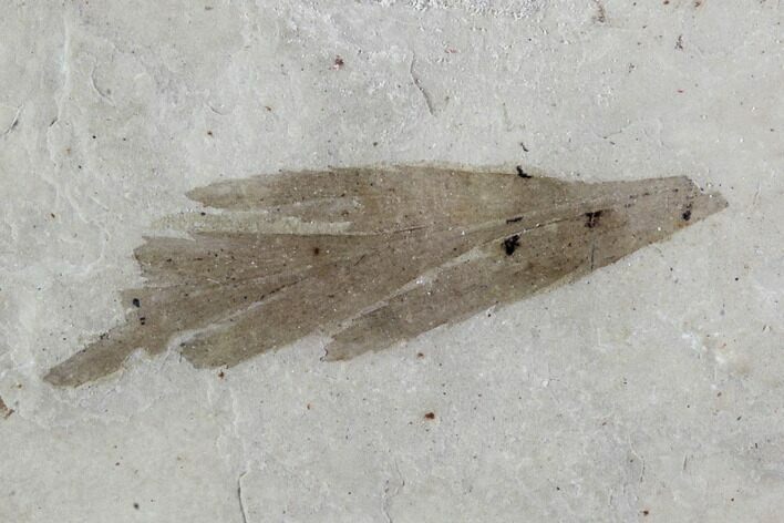 Fossil Feather - Green River Formation, Utah #94835